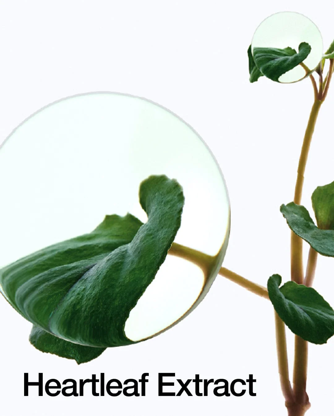 ANUA - Heartleaf 77% Toner Pad - Image 6